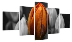 Oranžový tulipán mezi černobílými - obraz (125x70cm)