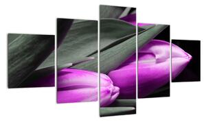 Obraz fialových tulipánů (125x70cm)