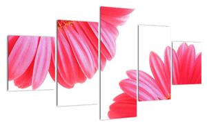 Obraz květin - astra (125x70cm)
