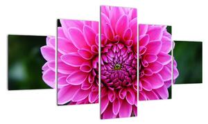 Obraz růžového květu (125x70cm)