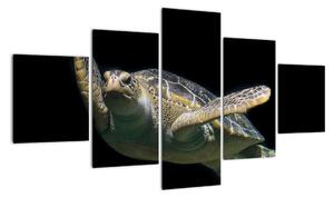Obraz plovoucí želvy (125x70cm)