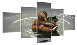 Obraz - kachny ve vodě (125x70cm)