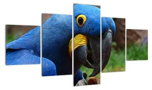 Obraz - papoušek (125x70cm)