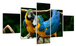 Obraz papoušků na laně (125x70cm)