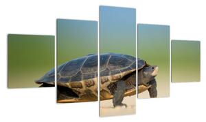 Obraz želvy - moderní obrazy (125x70cm)