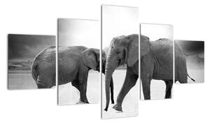 Obraz - sloni (125x70cm)