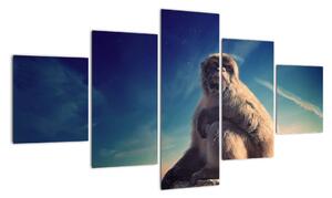 Obraz opice - obrazy zvířat (125x70cm)