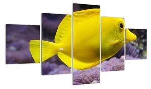 Obraz - žluté ryby (125x70cm)