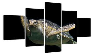 Obraz želvy - moderní obrazy (125x70cm)