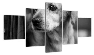 Černobílý obraz psa (125x70cm)