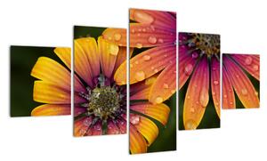Obraz květin (125x70cm)