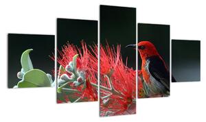 Obraz ptáků - červená (125x70cm)