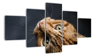 Moderní obraz kočky (125x70cm)