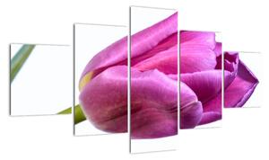 Obraz růžového tulipánu (125x70cm)
