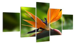 Detail květu - obraz (125x70cm)