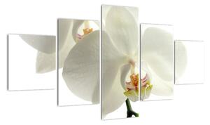 Obraz orchideje (125x70cm)