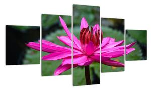 Obraz květu (125x70cm)