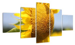 Obraz slunečnice (125x70cm)
