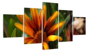 Obraz detailu květiny (125x70cm)