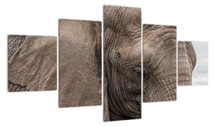 Obraz slona (125x70cm)