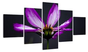 Obraz - květiny (125x70cm)