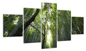 Obraz lesů (125x70cm)