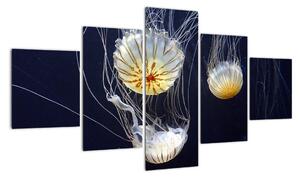 Obraz - medúzy (125x70cm)