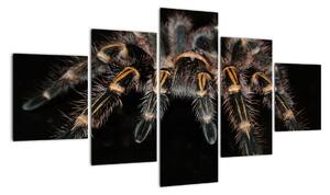 Obraz tarantule (125x70cm)