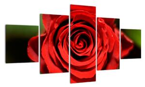 Obrázek růže (125x70cm)