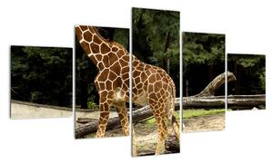 Obraz žirafy (125x70cm)