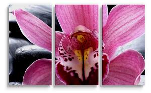 Sablio Obraz - 3-dílný Růžová orchidea - 120x80 cm