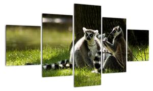 Obraz lemurů (125x70cm)