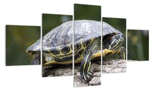 Obraz suchozemské želvy (125x70cm)