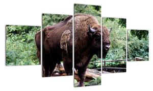Obraz s americkým bizonem (125x70cm)