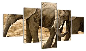 Slon, obraz (125x70cm)