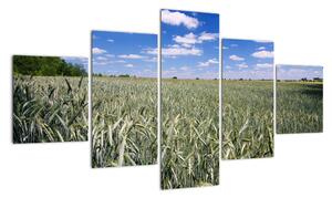Pole pšenice - obraz (125x70cm)