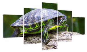 Suchozemská želva - obraz (125x70cm)