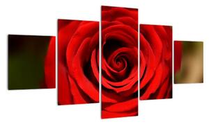 Detail růže - obraz (125x70cm)