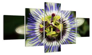 Obrazy květin (125x70cm)