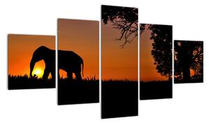 Obraz slona v přírodě (125x70cm)