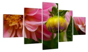 Obraz květu rostliny (125x70cm)