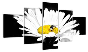 Včela na sedmikrásce - obraz (125x70cm)