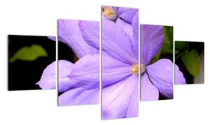 Obraz květu (125x70cm)