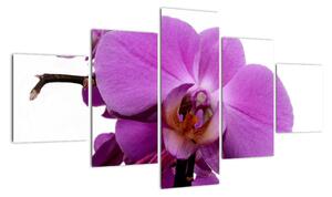 Orchidej - obraz (125x70cm)