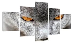 Kočka - obraz (125x70cm)