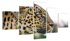 Leopard - obraz (125x70cm)