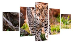 Mládě leoparda - obraz do bytu (125x70cm)