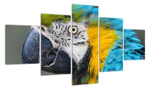 Papoušek - obraz (125x70cm)