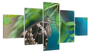 Motýl - obraz (125x70cm)