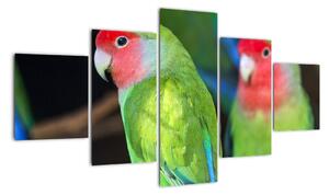 Papoušci - obraz (125x70cm)